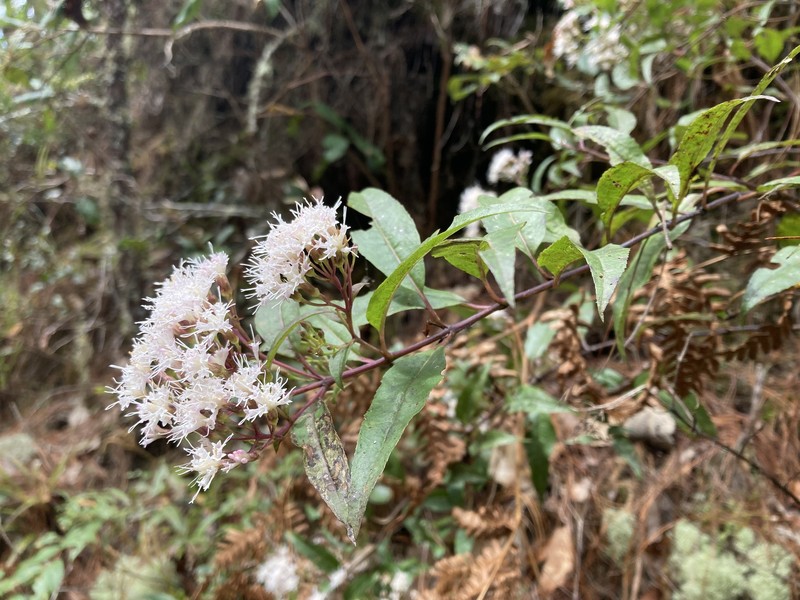 Ageratina cremasta photo 4