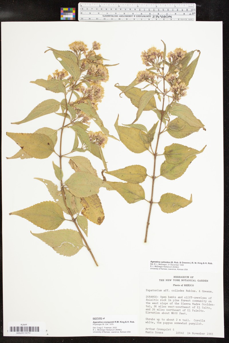 Ageratina cronquistii photo 3