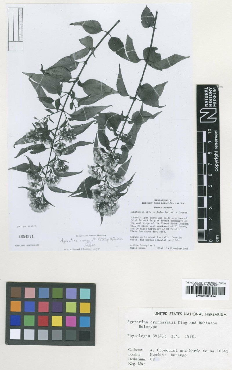 Ageratina cronquistii photo 4