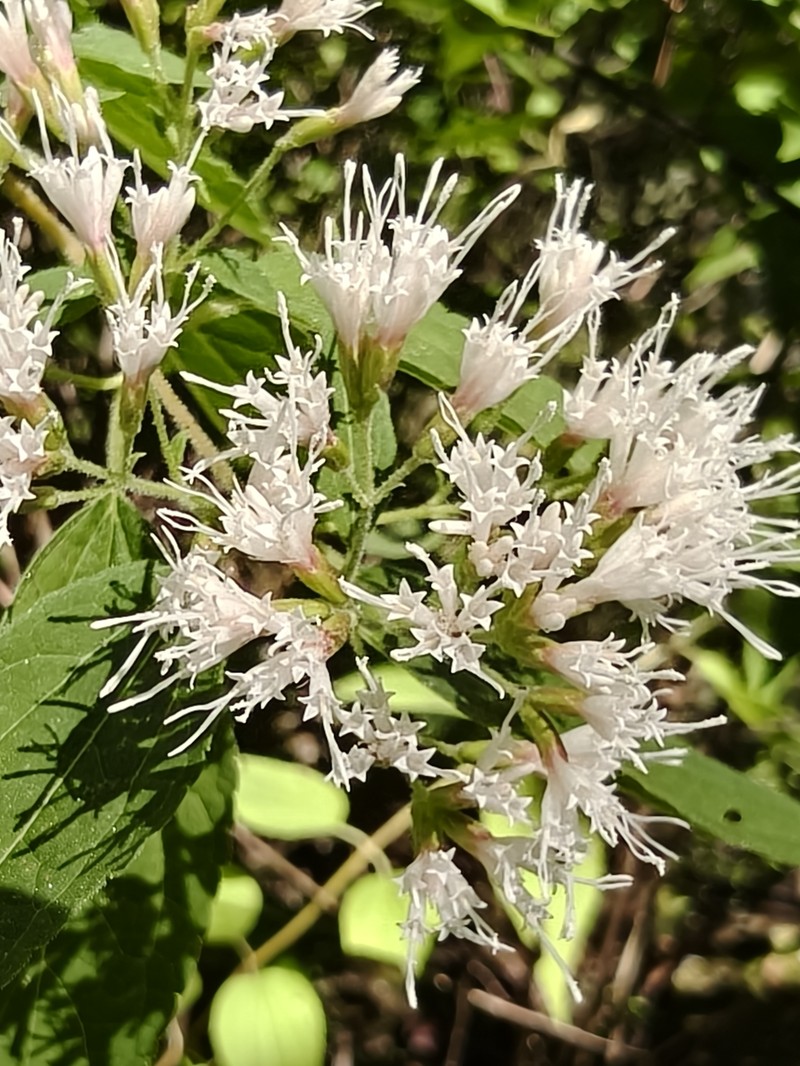 Ageratina cronquistii photo 2