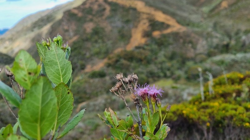 Ageratina cuatrecasasii