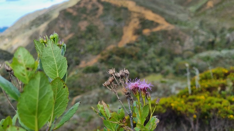 Ageratina cuatrecasasii photo 2