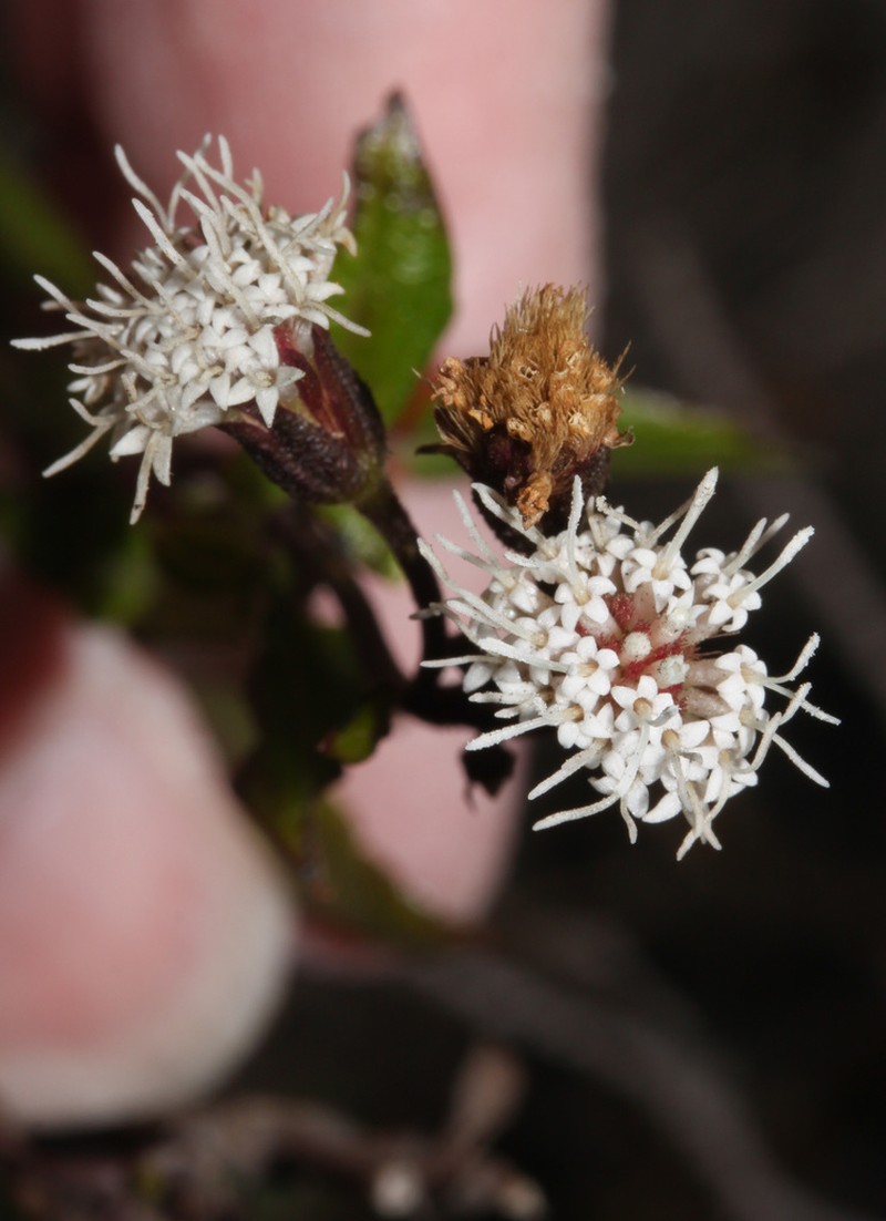 Ageratina cuencana