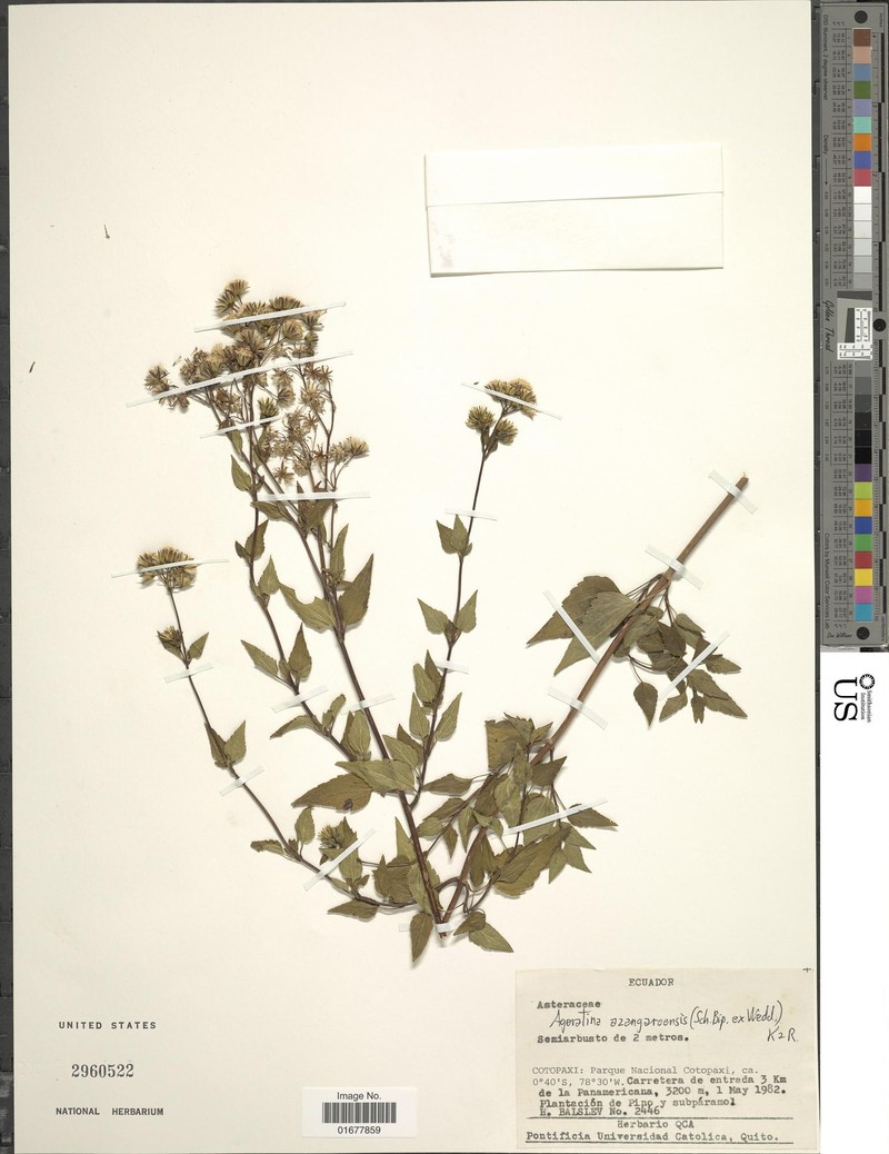 Ageratina cuencana photo 3
