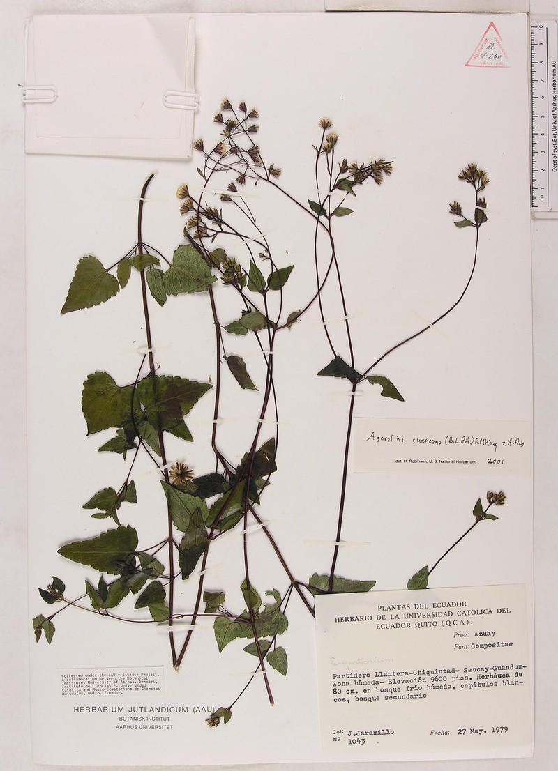 Ageratina cuencana