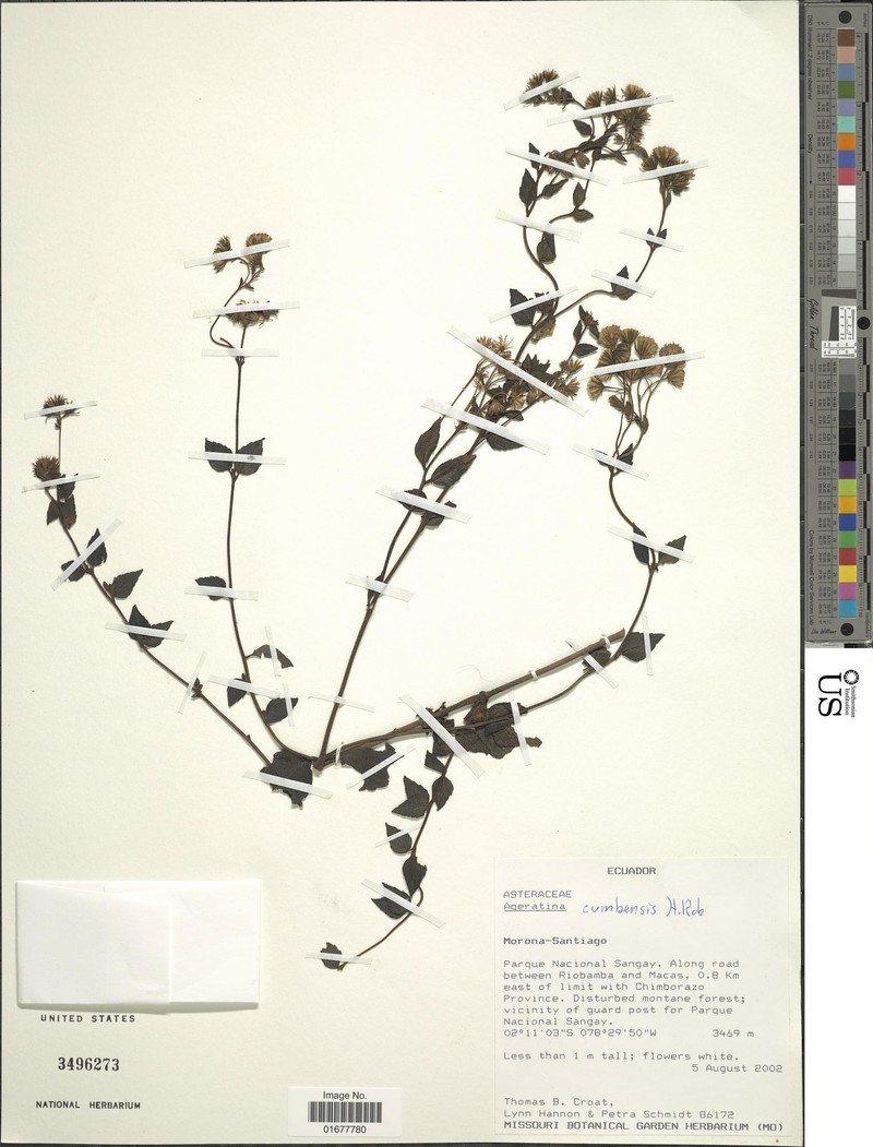 Ageratina cumbensis photo 2