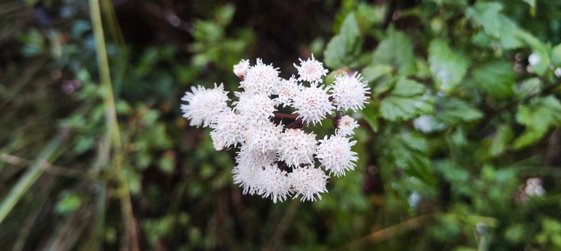 Ageratina cumbensis