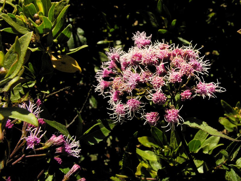 Ageratina cuzcoensis