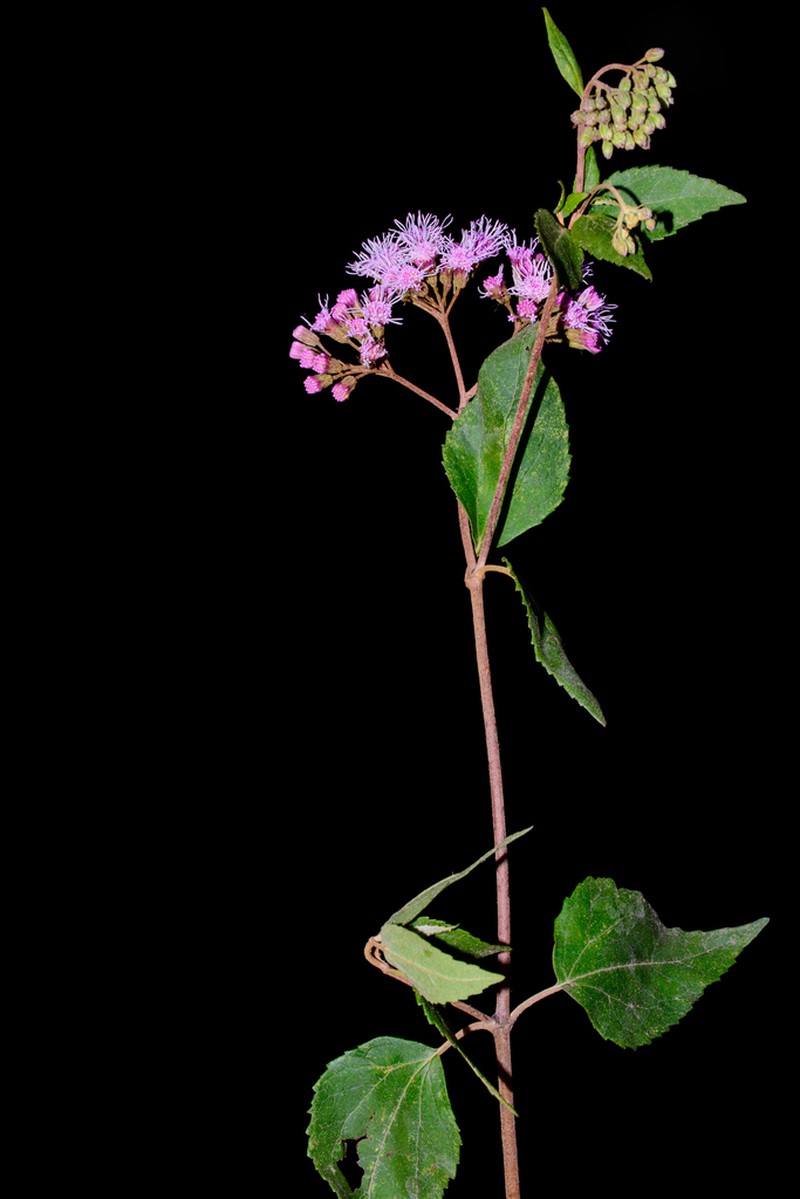 Ageratina cuzcoensis photo 2