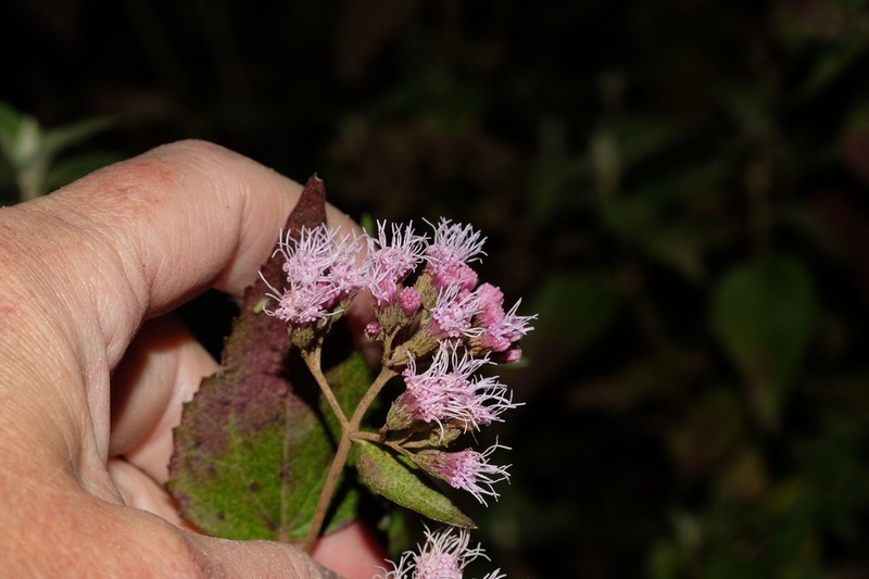 Ageratina cuzcoensis photo 3