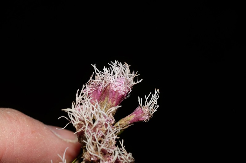 Ageratina cuzcoensis photo 4