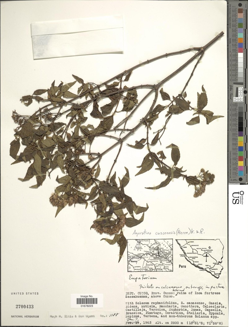 Ageratina cuzcoensis photo 5