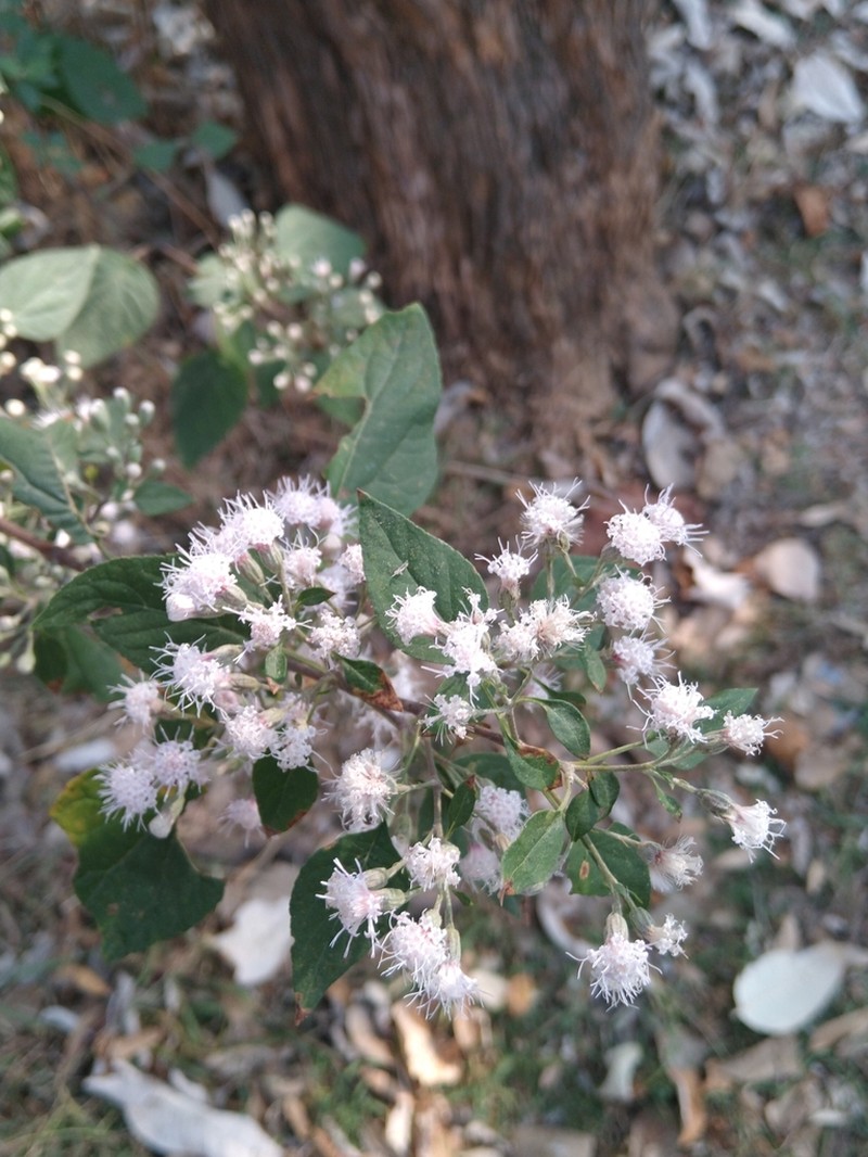 Ageratina cylindrica photo 2