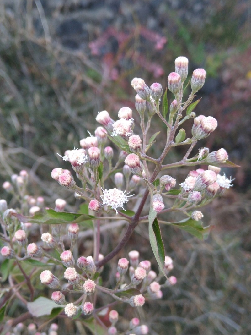 Ageratina cylindrica photo 3