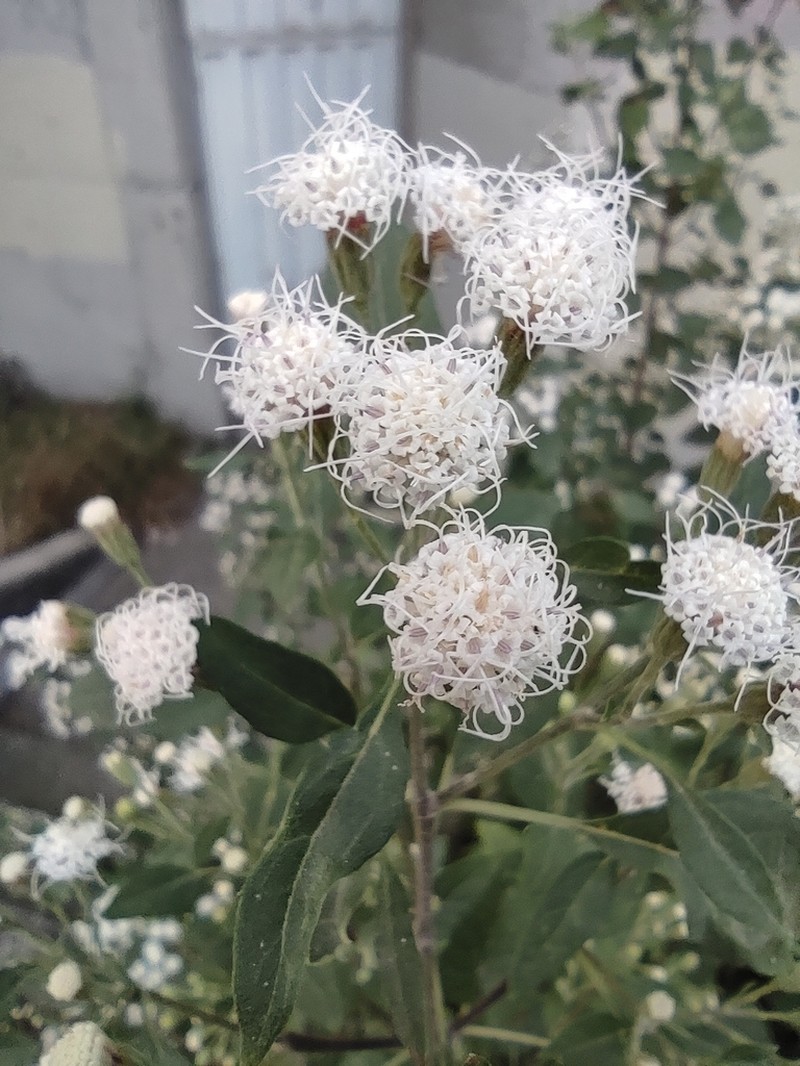 Ageratina cylindrica photo 4