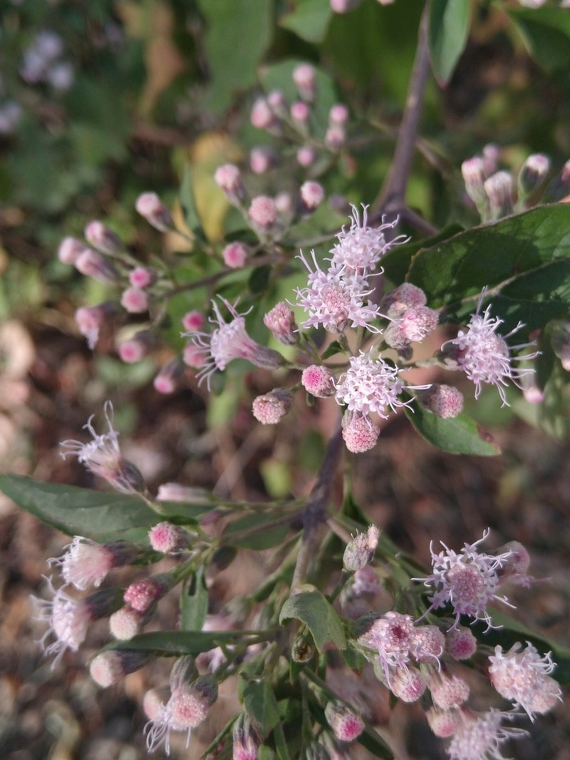 Ageratina cylindrica photo 5