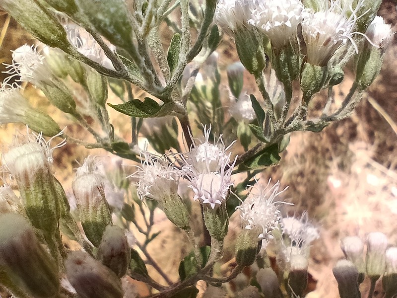 Ageratina cylindrica photo 6