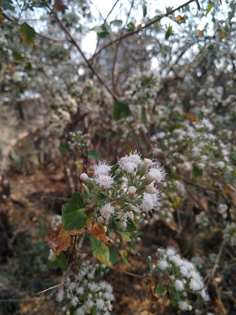 Ageratina cylindrica photo 7