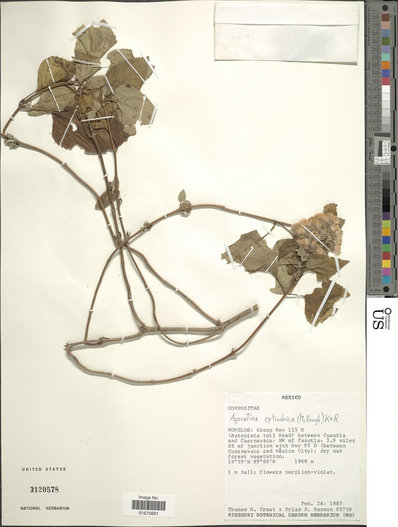 Ageratina cylindrica photo 8