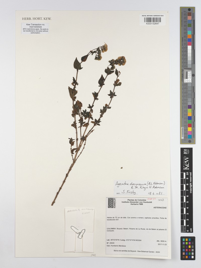 Ageratina dasyneura