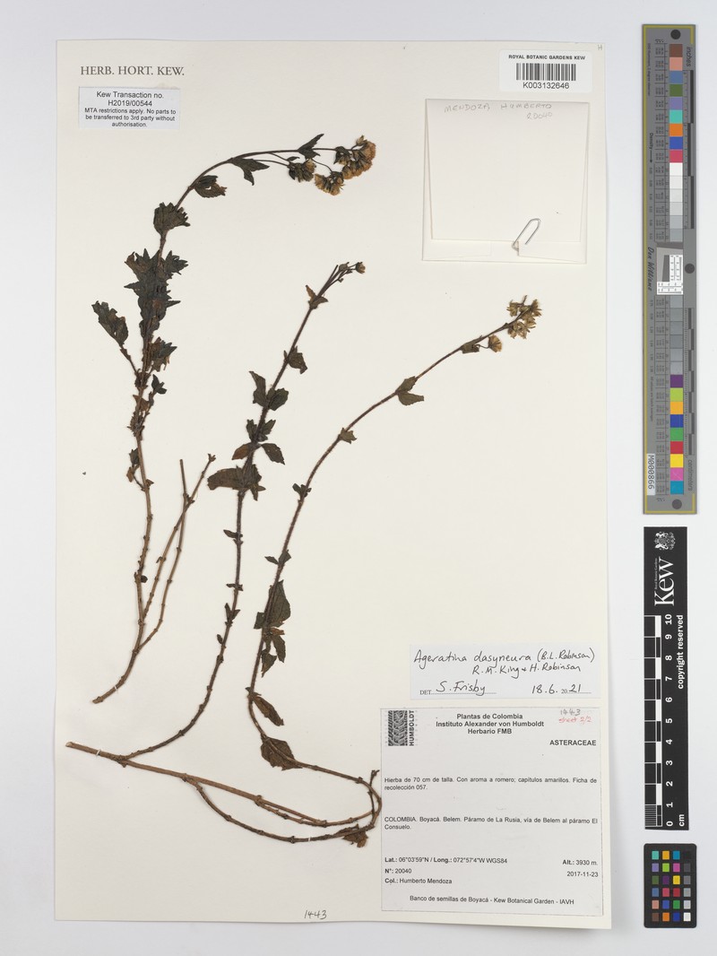 Ageratina dasyneura photo 2