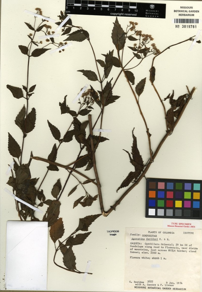 Ageratina davidsei
