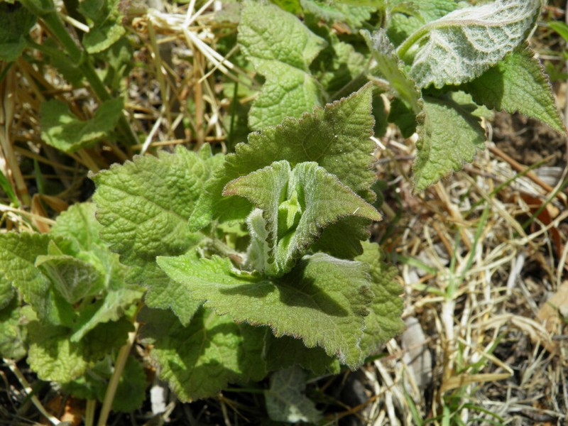 Ageratina deltoidea