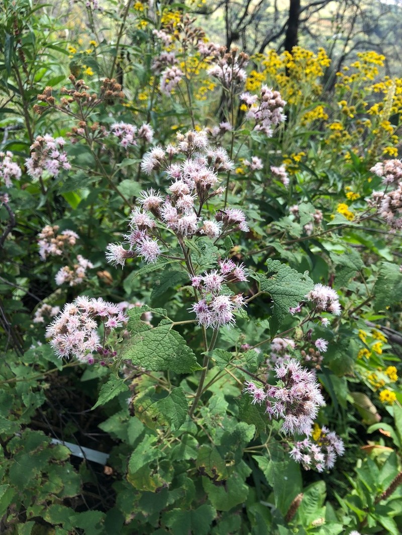 Ageratina deltoidea photo 2