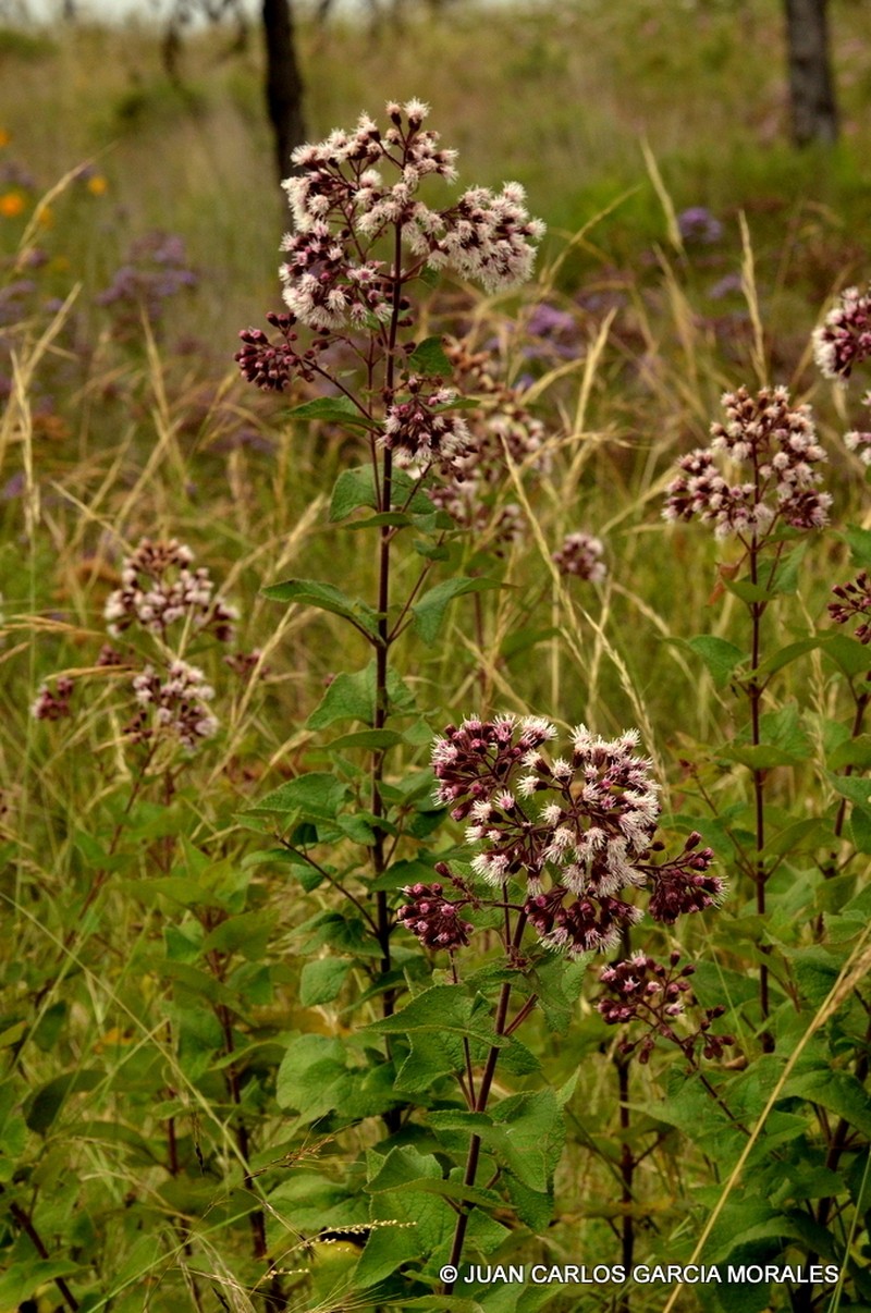 Ageratina deltoidea photo 3