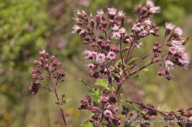 Ageratina deltoidea photo 4