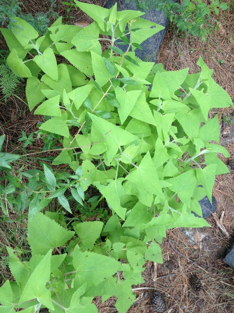 Ageratina deltoidea photo 5
