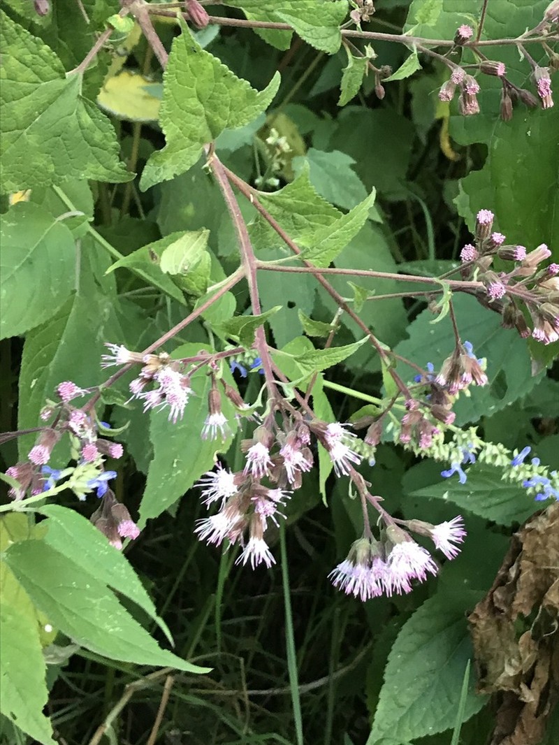Ageratina deltoidea photo 6