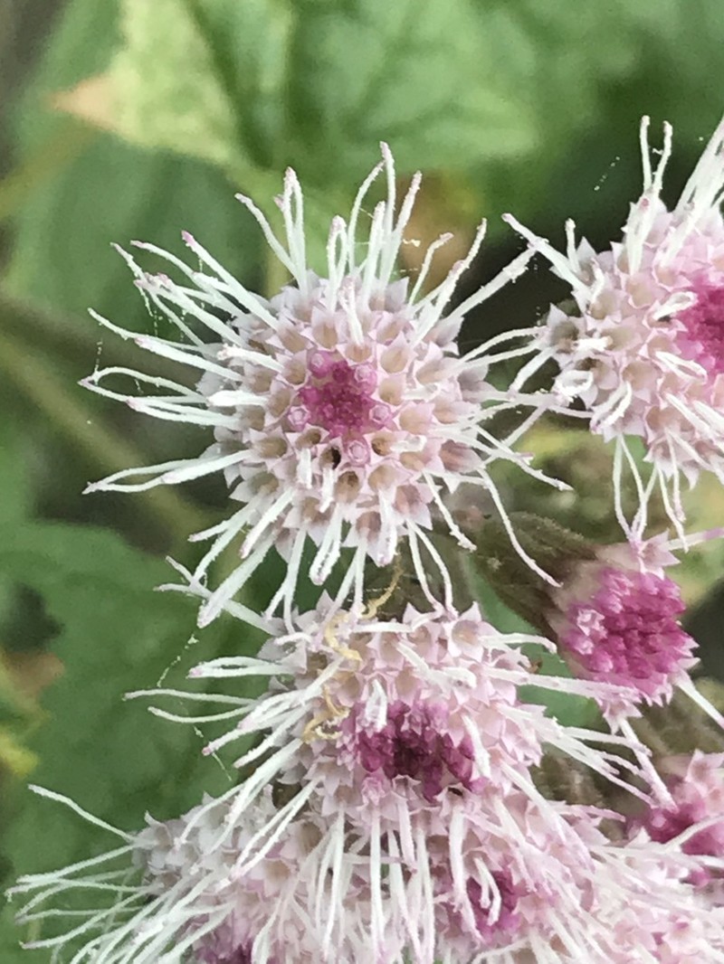 Ageratina deltoidea photo 7