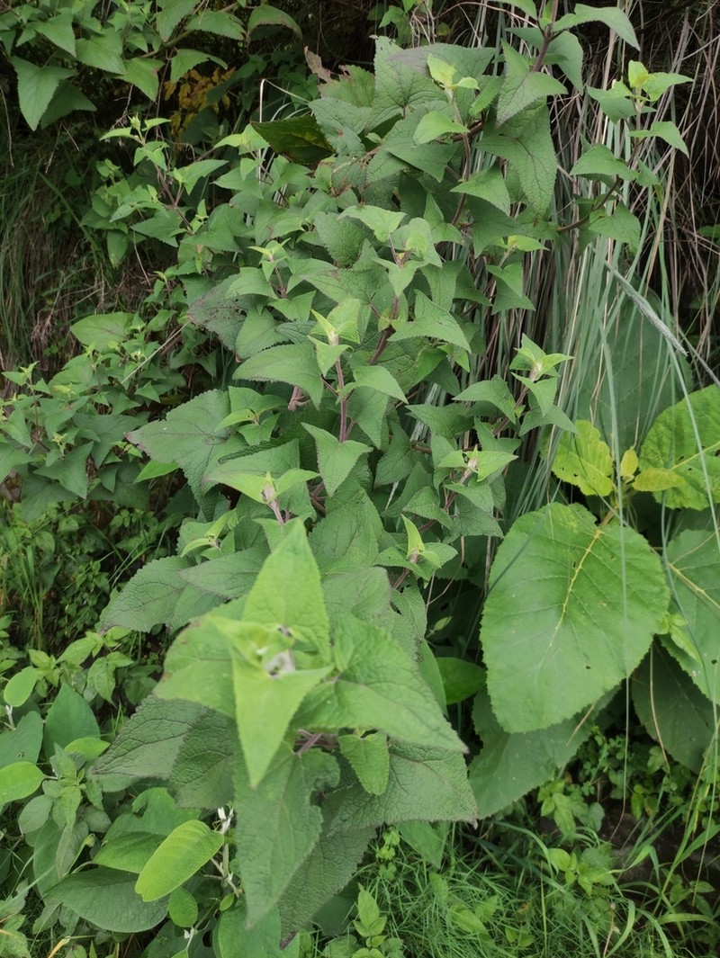 Ageratina deltoidea photo 8