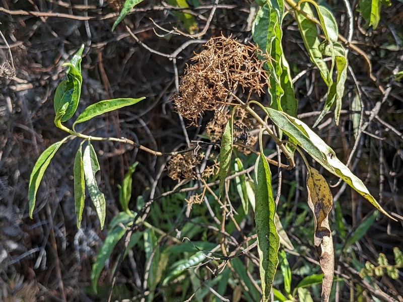 Ageratina dictyoneura
