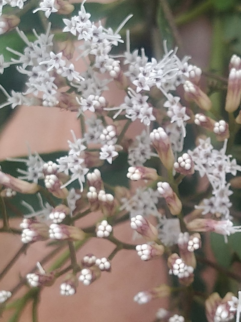 Ageratina dictyoneura photo 2