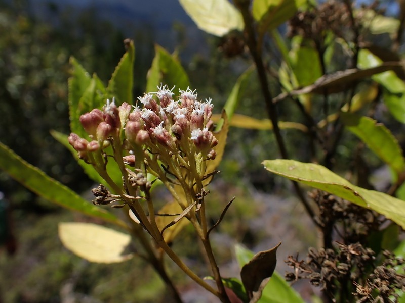 Ageratina dictyoneura photo 3