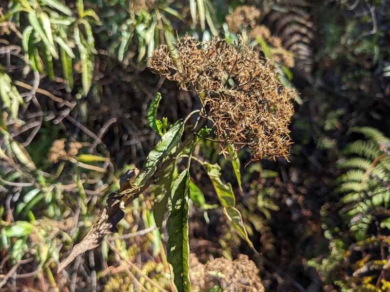 Ageratina dictyoneura photo 5