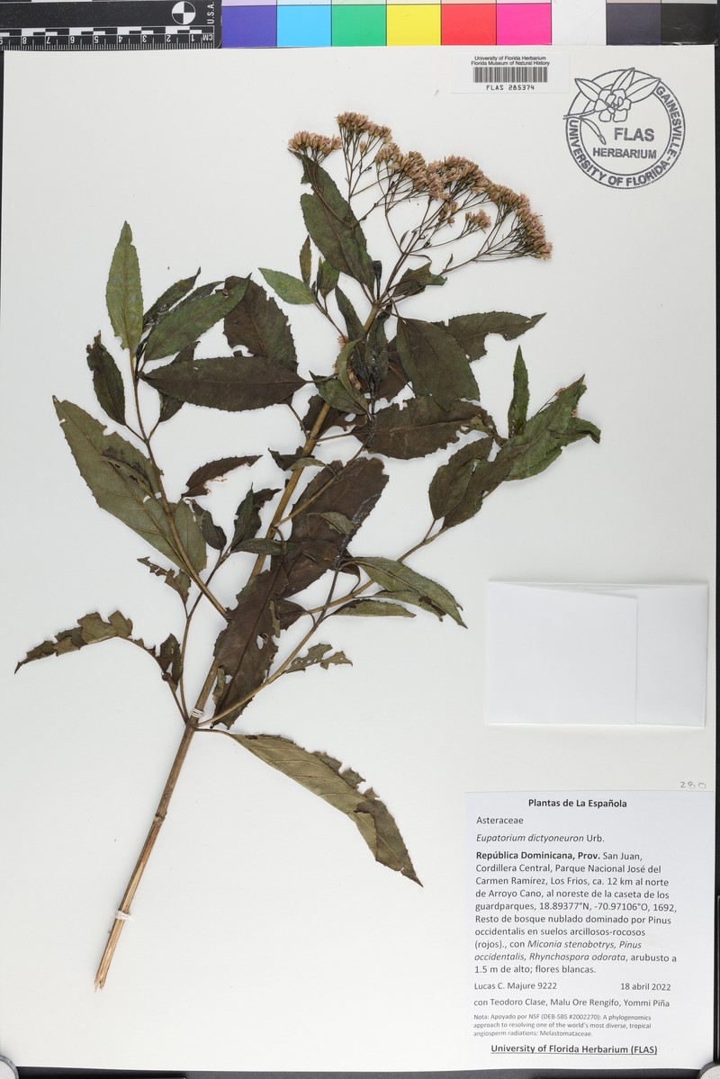 Ageratina dictyoneura photo 6