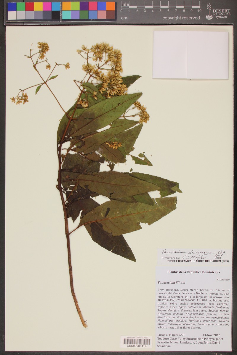 Ageratina dictyoneura photo 7