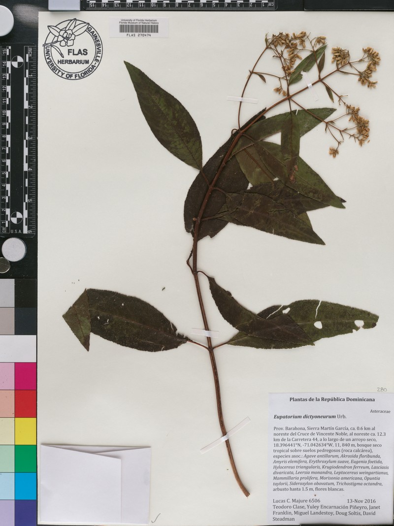 Ageratina dictyoneura photo 8