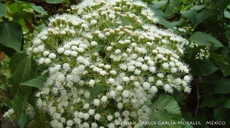 Ageratina dolichobasis photo 2