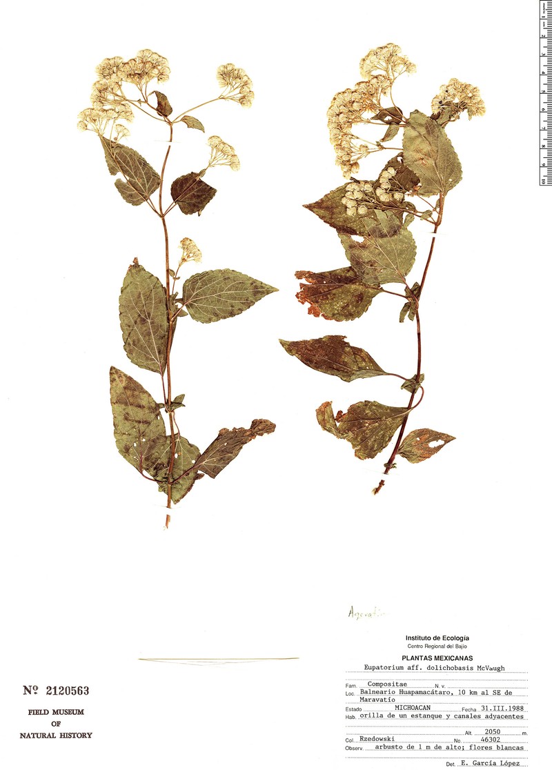 Ageratina dolichobasis photo 3