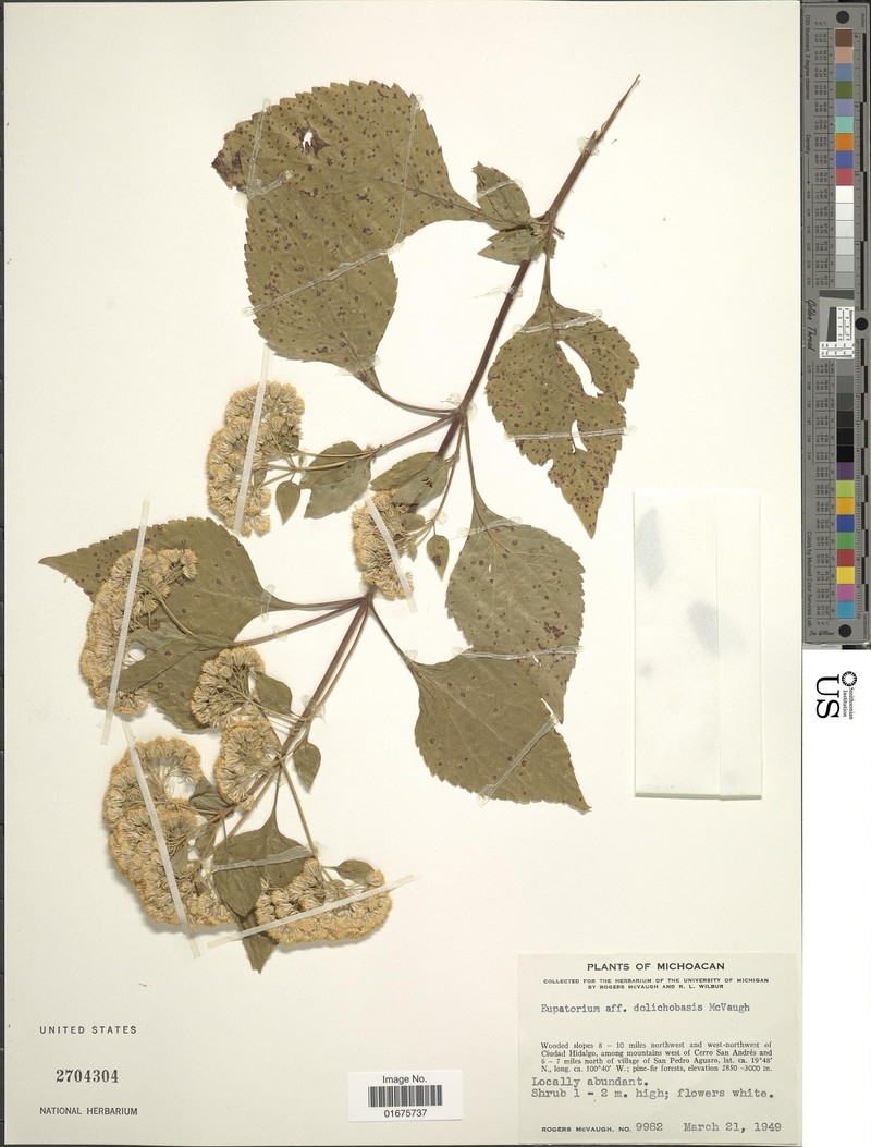 Ageratina dolichobasis photo 4