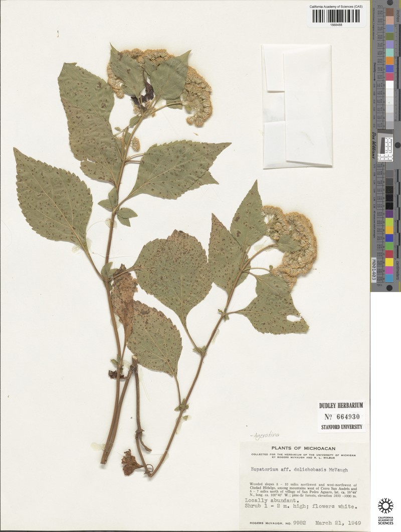 Ageratina dolichobasis photo 5
