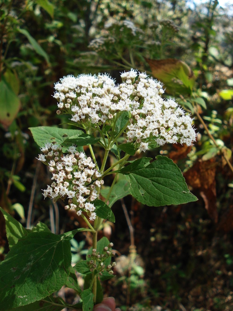 Ageratina dolichobasis