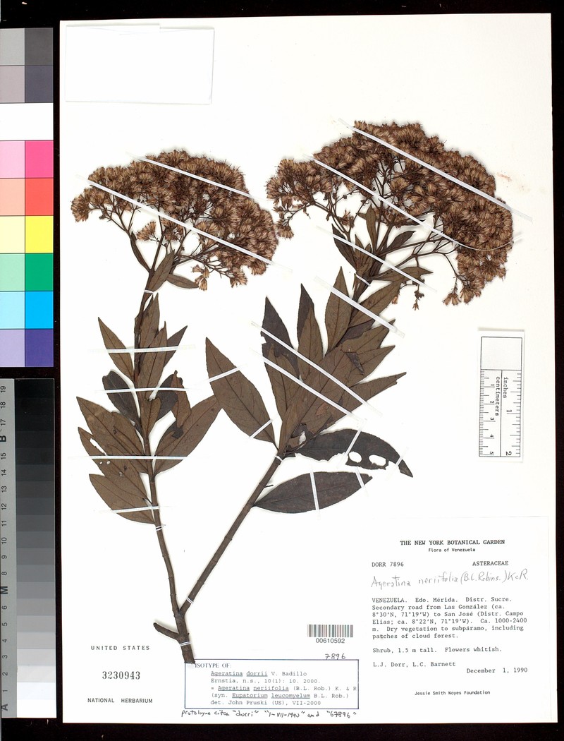 Ageratina dorrii