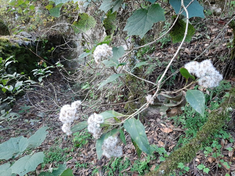 Ageratina eleazarii photo 2