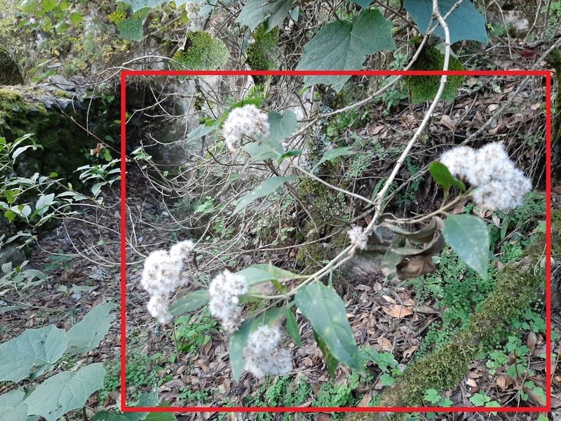 Ageratina eleazarii photo 2