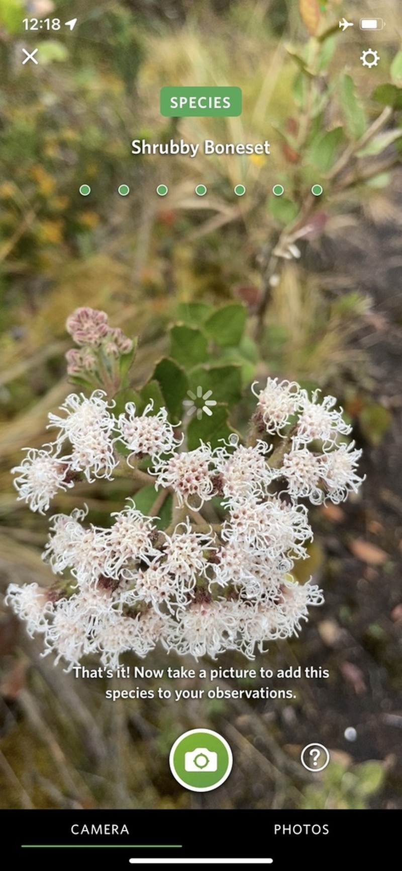 Ageratina elegans